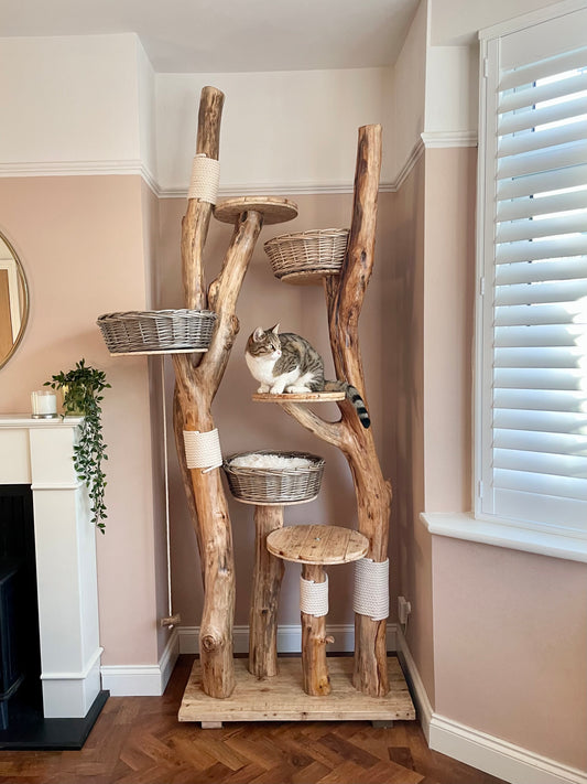 Driftwood shop cat tree